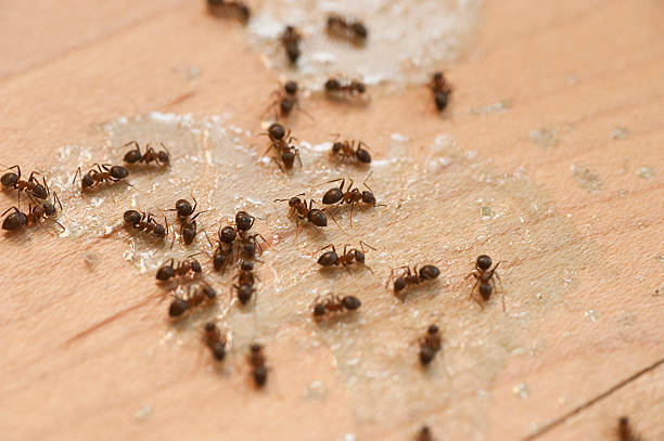 Best Emergency Pest Control  in Waimea, HI