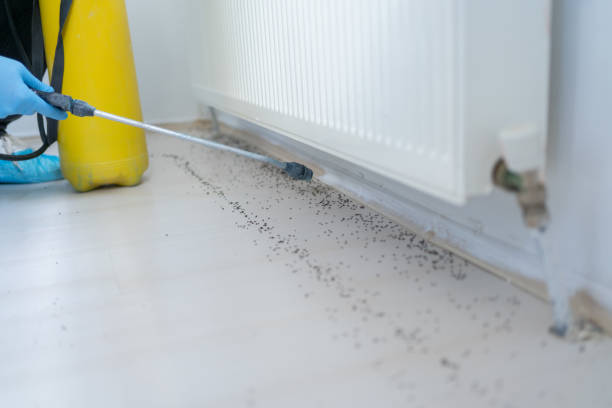 Best Flea Control Services  in Waimea, HI